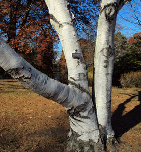 A Stroll Through Mount Auburn