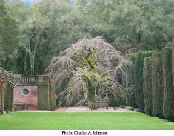 Filoli Garden