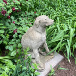 06636HoundDog3SF